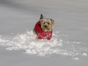Spencer_in_the_Snow_Resized