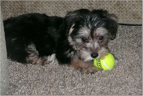 Stanley