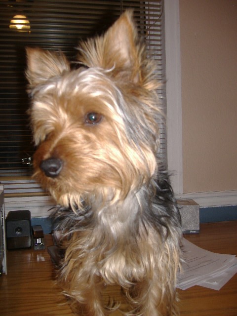 Starsky_pup_003