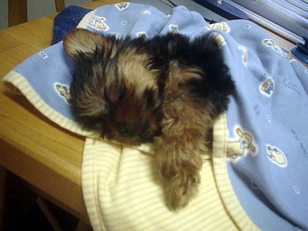 Sweet_dreams
