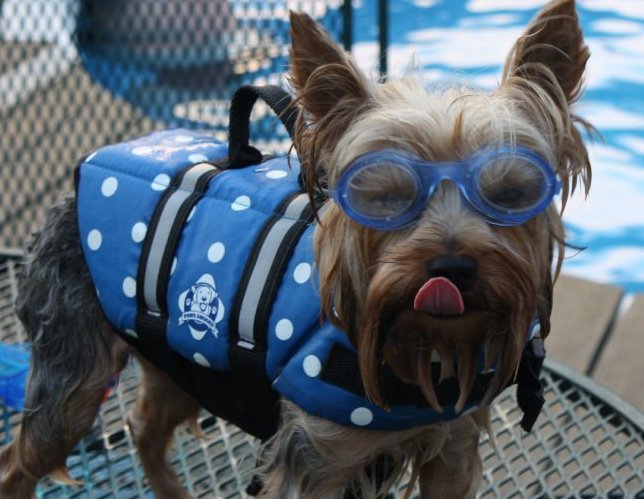 Swimmer_Dog_Ted
