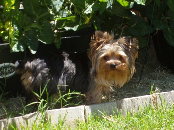 TOBY1crop_600_x_450_