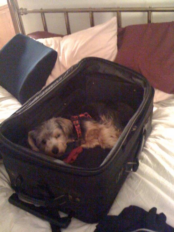 Teddy_packed_ready_to_go_