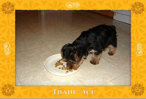 ThankYou