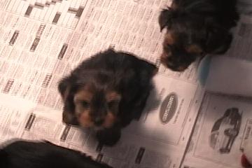 Tias_Babies_112