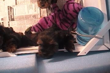 Tias_Babies_114