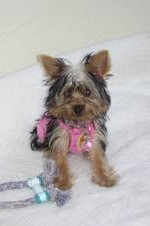 Tiffany_-_4_months_old