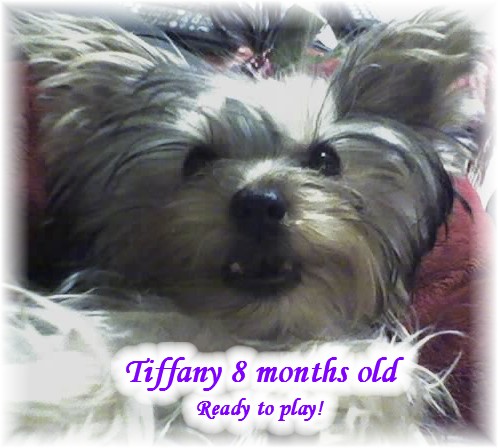 Tiffany_8_Months_Old_Ready_To_Play