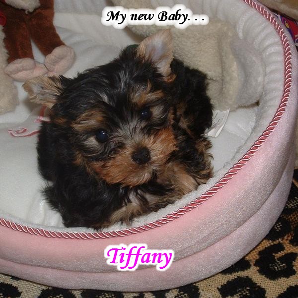 Tiffany_My_New_Baby_9_weeks_old