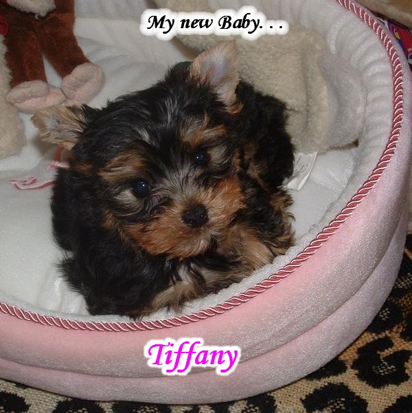 Tiffany_My_New_Baby_9_weeks_old