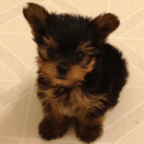 Toby