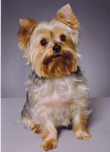Toby1