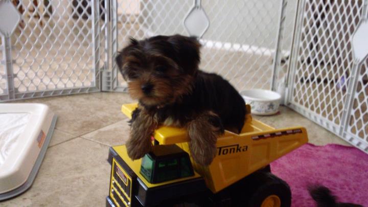 Tonka_in_his_truck