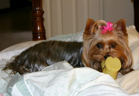 Tootsie_in_bed_with_boot