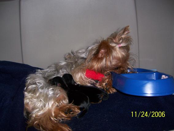 Trini_Pups
