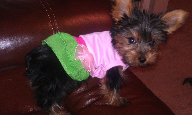Truffs_first_dress_