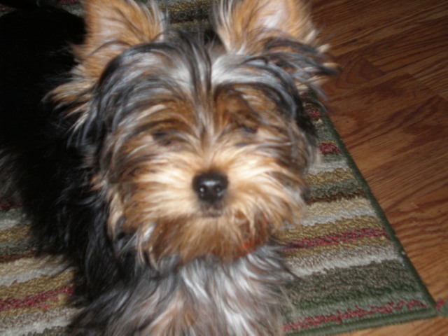 Tuffie_loves_the_camera