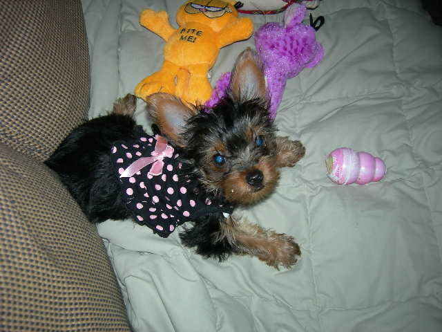 Violet_small_pose_with_kong