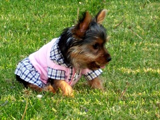 Web_Mia_pink_dress_2