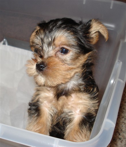 Web_Puppy_031