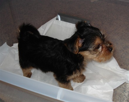 Web_Puppy_032