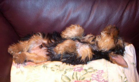 Wee_Willie_001