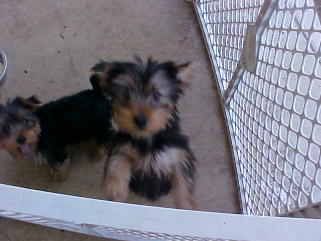 Wookie