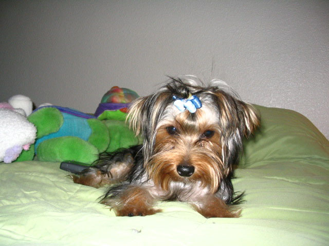 WookieBow