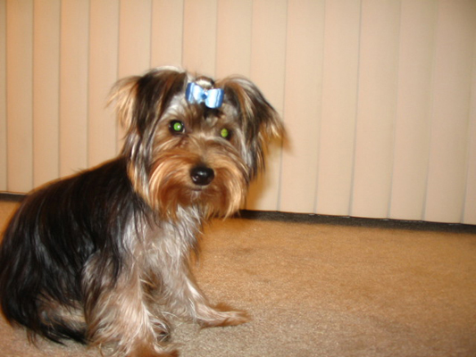 WookieBow1