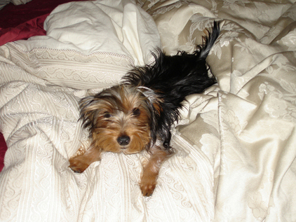 Wookie_3