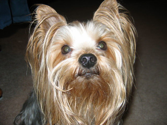 YORKIES0001