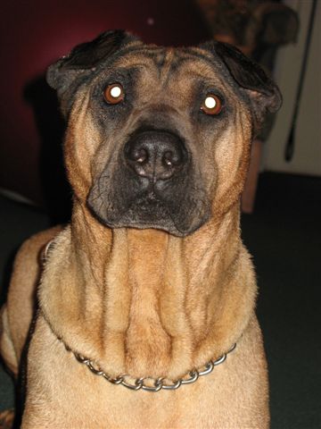 Yogi