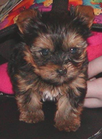 Yorkie_1_