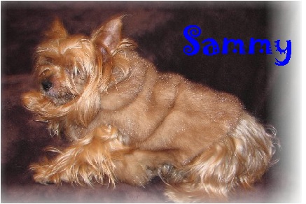 Yorkie_Sammy