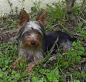 Yorkies_005