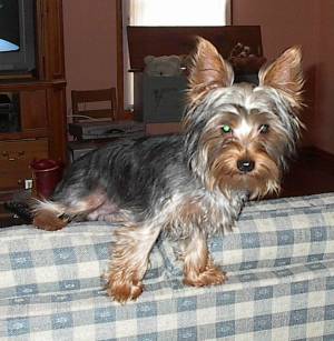 Yorkies_014