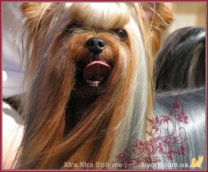 Yorkshire-terrier1-Xta_Xtra_Stribrne_Prani-10min