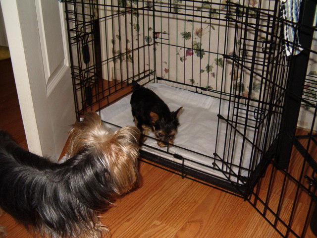 Yorkshire_Terriers005
