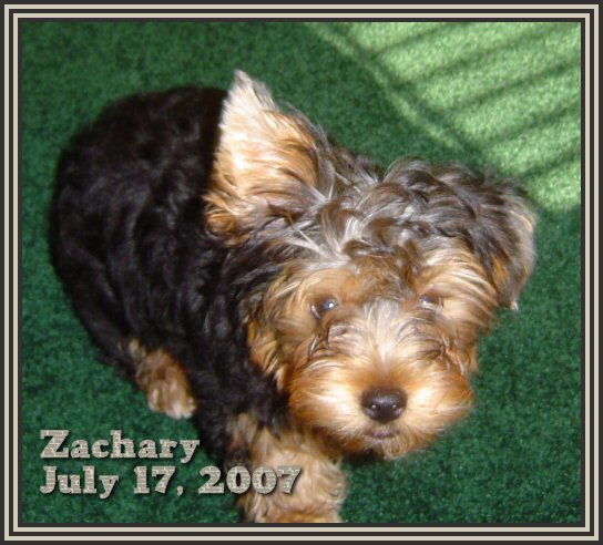 Zachary_July_17_2007