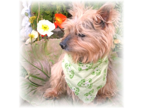 Zuzu_Lily_Pad