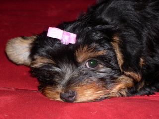 addiesbabypic