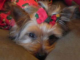 allie_face_picture