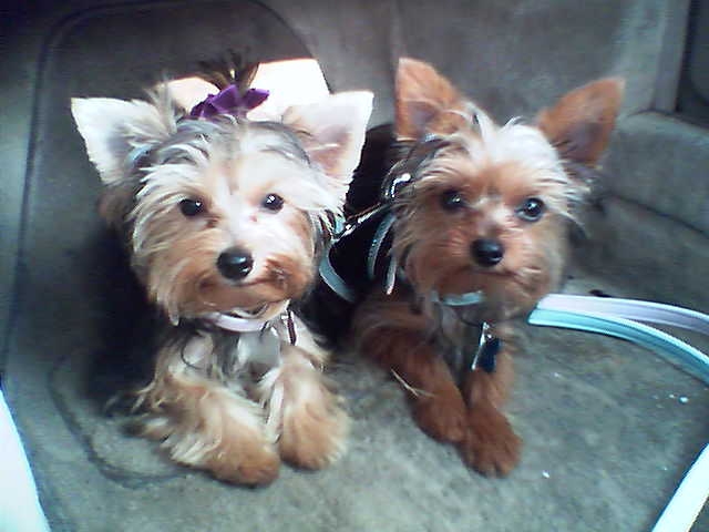 babies_