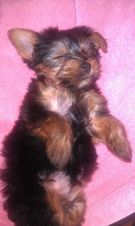 baby_baby_8weeks