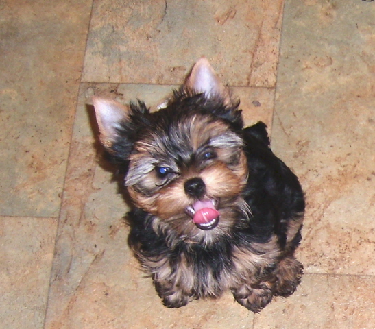 baby_romeo