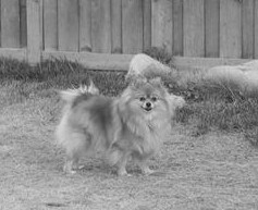 bailey