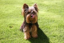 bailey13