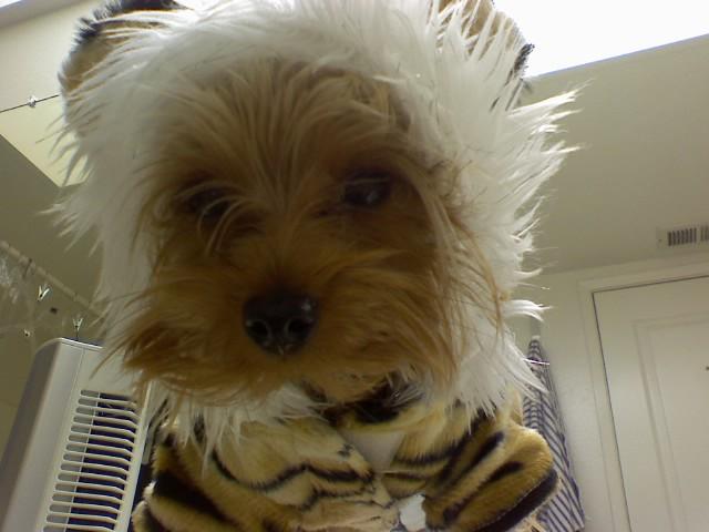 bailytiger