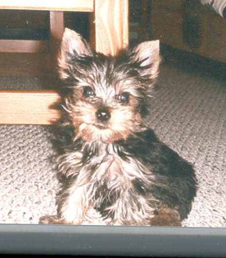 baxter