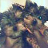 bebentoby